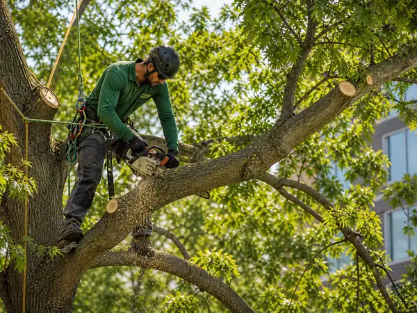 Tree Trimming & Tree Care